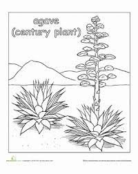 Desert gila monster coloring page. Agave Plant Worksheet Education Com Coloring Pages Desert Drawing Agave Plant