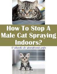 14 Unearthly Stop Cats From Spraying In My Yard Male Cat Spraying Cats Flea Spray For Cats
