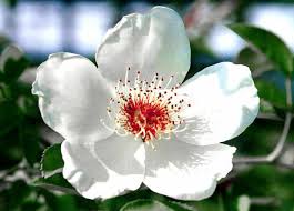 North Carolina S State Flower Dogwood Art Ideas Pinterest North Carolina Usa North Carolina North Carolina Homes