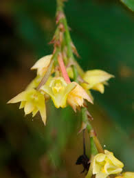 Image result for Polystachya cultriformis