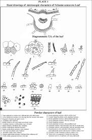 Image result for Nelsonia canescens