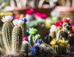 ¿cada cuánto tiempo se riega un cactus? Cada Cuanto Regar Un Cactus Feminiza