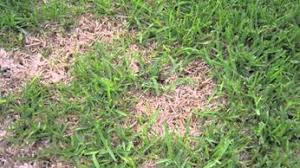 When to detach your lawn? Dethatching St Augustine Grass Best Manual Lawn Aerator