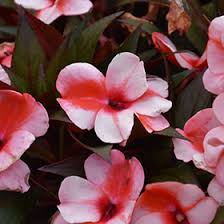 Image result for Impatiens irvingii