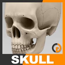 The septum separates the nasal cavity into two halves called nasal fossae. 3d Human Skull Nose Anatomy