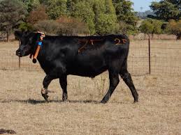 You can listen to the pronunciation of the word livestock in clear voice from this page online through our voice dictionary a. Virtual Fencing Csiro