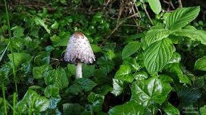 ↑ shaggymane , ↑ shaggymane. What Looks Like Rot But S Not A Shaggy Mane Mushroom Eating Itself Steemit