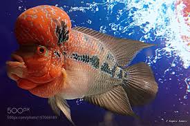Flowerhorn The Hybrid Cichlids By Enfersantos Via Http Ift Tt 2jwhcve Ikan Akuarium Ikan
