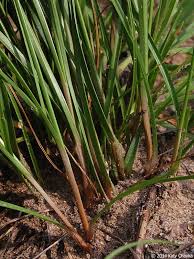 Image result for Cyperus luteus
