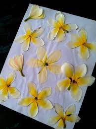 Pressing Plumeria In The Garden Plumeria Plumeria Flowers Pressed Flowers
