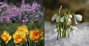 Things get a little bit crazy in this video… think strong winds, a hail storm and a lot of rain! 20 Flowers That Bloom In Winter Gardening Channel
