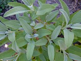 How To Grow Sage Harvest To Table Sage Plant Growing Sage Sage Seeds