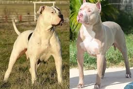 Bulldog Vs Pitbull The Key Differences Pitbull Terrier Pitbulls American Bulldog