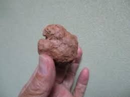 Image result for Eriospermum porphyrium