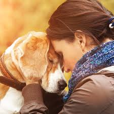 Many include an id tag, stickers, and other small items with registration. Pet Microchip For Dogs And Cats Homeagain Pet Id Recovery Service