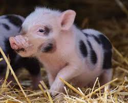 Denn es kommt auf die regeln im mietvertrag an. Ist Das Mini Schwein Ein Haustier Darf Es In Der Wohnung Gehalten Werden