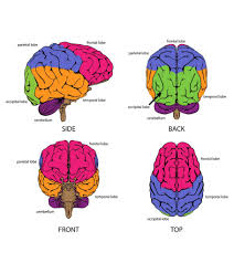This is matchcard #9 of the human anatomy unit study. Diagram Parts Functions Facts About The Brain For Kids