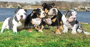 I have been breeding english bulldog's, for the past 20 years in southern california. Champbulldogs Com Blue Bulldog Puppies For Sale Blue English Bulldogs Black Blue English Bulldogs Rare Blue English Bulldog Puppies Blue Tri Black Bulldogs Tri Black Blue Bulldog Stud Service Black Tri