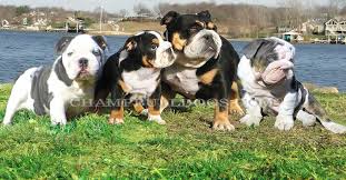 We did not find results for: Champbulldogs Com Blue Bulldog Puppies For Sale Blue English Bulldogs Black Blue English Bulldogs Rare Blue English Bulldog Puppies Blue Tri Black Bulldogs Tri Black Blue Bulldog Stud Service Black Tri