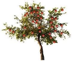 Les Secrets De La Taille Et De La Greffe Des Arbres Fruitiers Bio Greffes Les Portes Greffes En 2020 Pommier Fruit Rose Arbre Fruitier