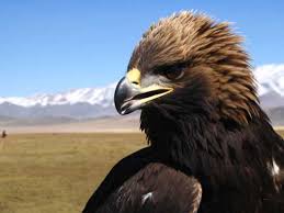 Free fire vs pubg,free fire tricks in hindi,free fire best playerfree,fire trick shotsbest. Mongolian Eagle Festival Mongolia Horse Riding Holidays