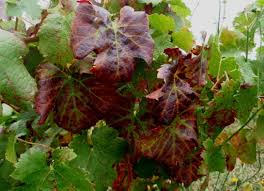 Image result for Grapevine leafroll virus