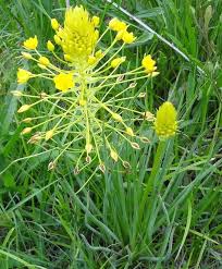 Image result for Pentarrhinum insipidum