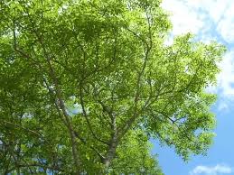 The crown, or canopy, of a sycamore tree can grow to over 60 feet (18 meters) wide and 80 feet (24 meters) tall. What Kind Of Trees Make Helicopter Seeds Quora
