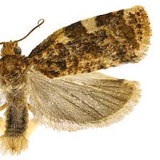 Image result for Archips podanus