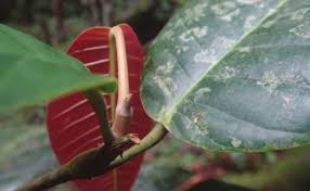 Image result for Monotes dasyanthus