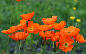 Free Image On Pixabay Poppy Orange Summer Green Poppies Types Of Flowers Narcissus Flower