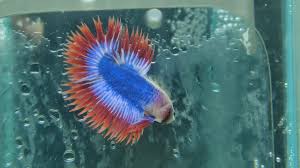 And same follows if you mate a halfmoon with a female betta. Mascot Crowntail Betta Youtube