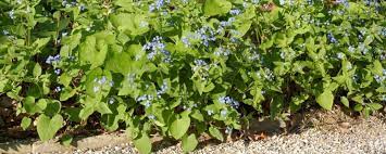 This vigorous shade loving perennial will quickly fill in your containers and shady garden locations. Brunnera Pflegen Gartenhit24 De