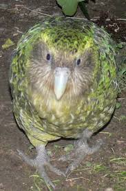 Birds That Dont Fly This Bird Is Endangered Because It Only Comes Out At Night And Doesn T Fly The Kakapo Kakapo Pet Blog Pet Birds