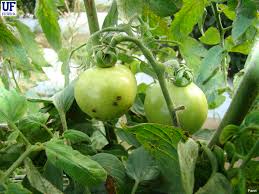Image result for tomato seedling xanthomonas vesicatoria