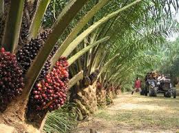 Farmer harvesting crops