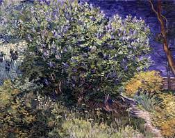 Lilac Flower Meaning Origins And Other Interesting Facts