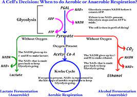 Aerobic And Anaerobic Respiration Nice Big Picture Diagram Anna Totten Totten B Remind Anaerobic Respiration Medical Laboratory Science Student Biochemistry