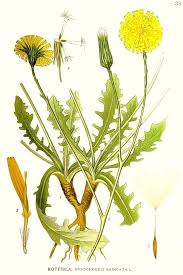 Image result for Hypochaeris radicata
