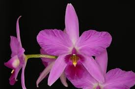 Image result for Fadogia ancylantha