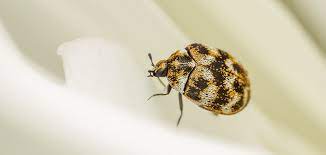 Every time you even see a speckle of blood on. Carpet Beetles