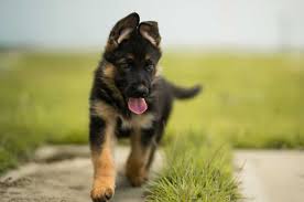 7 Best German Shepherd Breeders In California Where To Buy Gsd Puppies