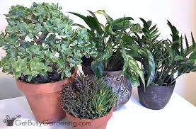 Spray the plants with neem oil, right before they blossom and again when their petals drop. Neem Oil Insecticide How To Use Neem Oil On Houseplants