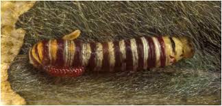 Image result for Triaspis macropteron