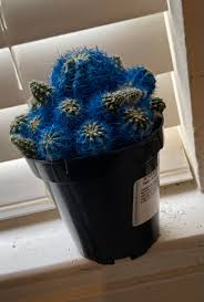 Let the soil dry out between watering, as drenching an already damp pot may result in rot. The Blue Cactus I Got A Bit Over A Year Now Has Green Bits Poking Out Because The Cactus Was Probably Just Dyed Blue Mildlyinteresting