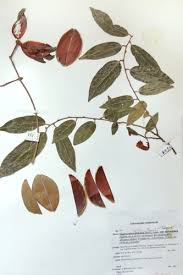 Image result for Hippocratea pallens