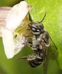 Image result for Lipotriche