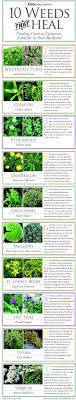 Maybe you would like to learn more about one of these? Do It Yourself Just Like That 10 Weeds That Heal Healing Herbs Herbs Herbalism