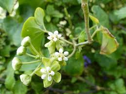 Image result for Pentarrhinum abyssinicum