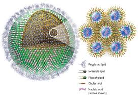 If you're curious about what category the johnson & johnson vaccine falls under, it's a viral vector vaccine,. Without These Lipid Shells There Would Be No Mrna Vaccines For Covid 19